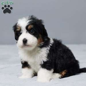 Theo, Mini Bernedoodle Puppy